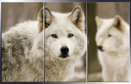 Фото 3 Модульные картины с изображением животных, г.Набережные Челны 2016